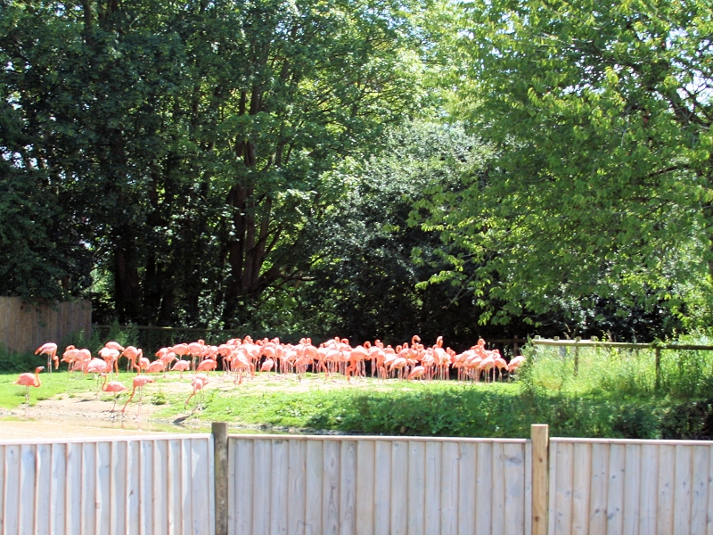 Caribbean flamingo Zone - WWT Slimbridge